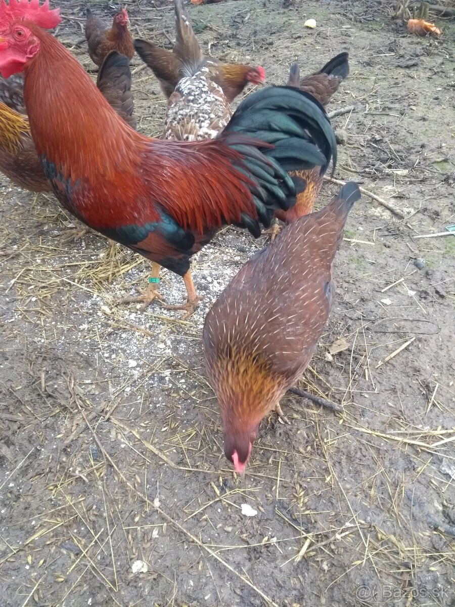 Násadové vajíčka - 5