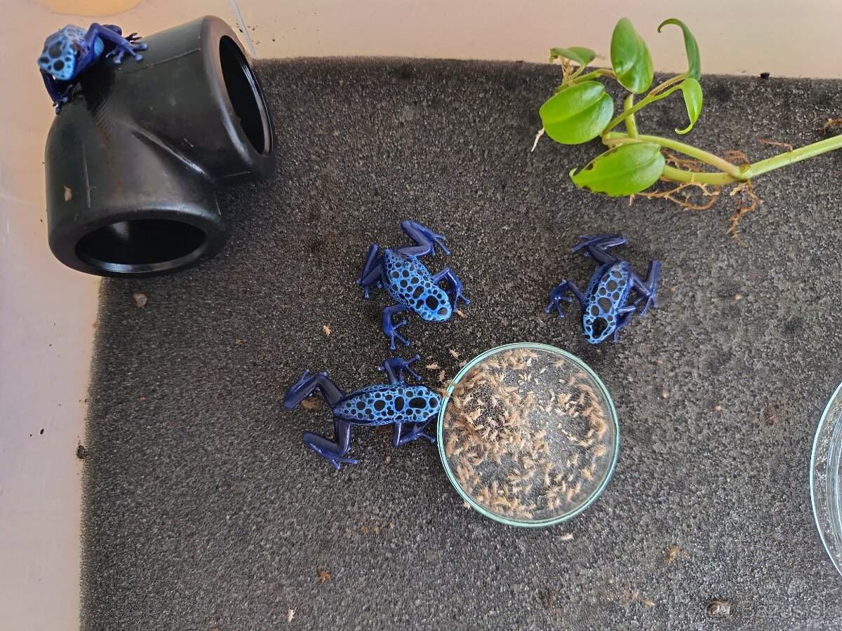 Pralesničky Dendrobates azureus - 5