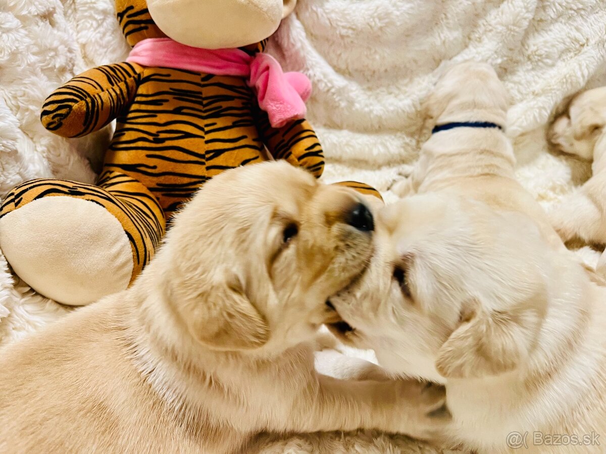 Labrador štěňátka s PP - 5