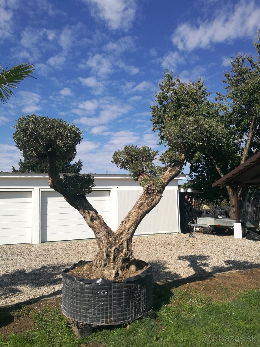 Olivovník Pon-Pon - 5