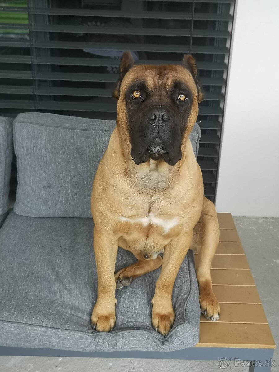 Cane Corso krytie - 5