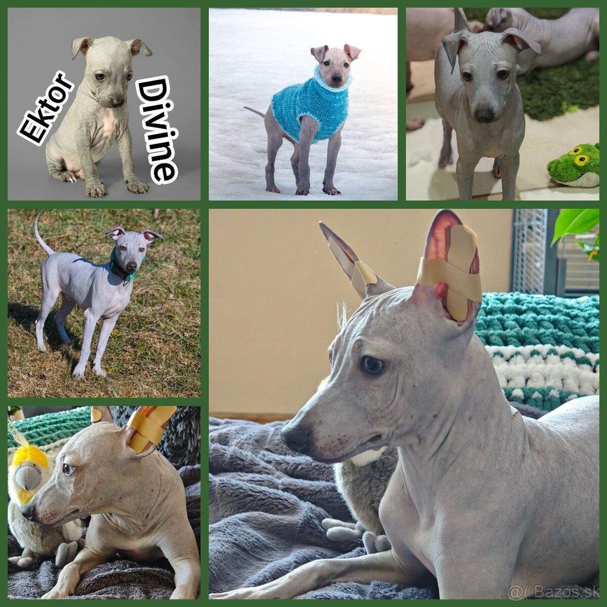 Americký bezsrstý teriér - 5