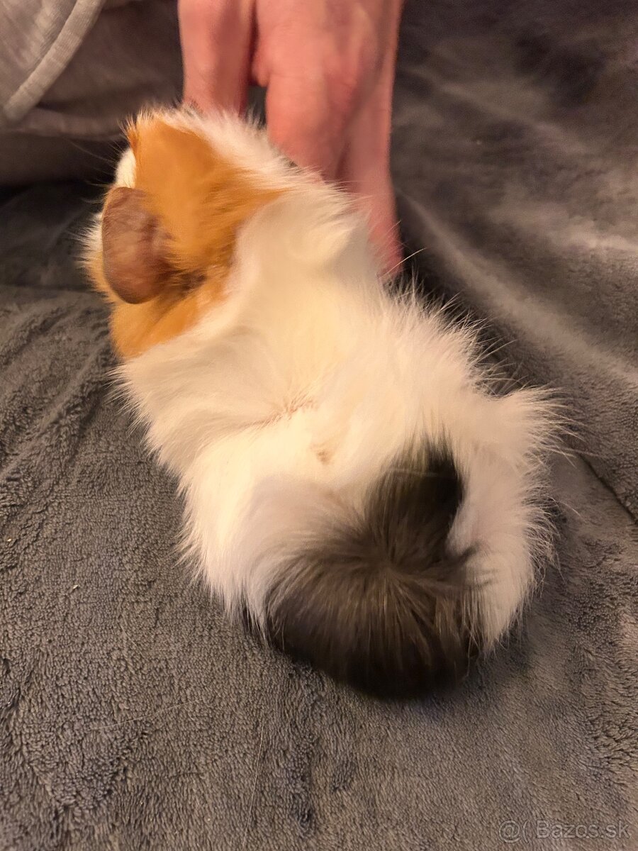 Morča-rozetové samček - 5