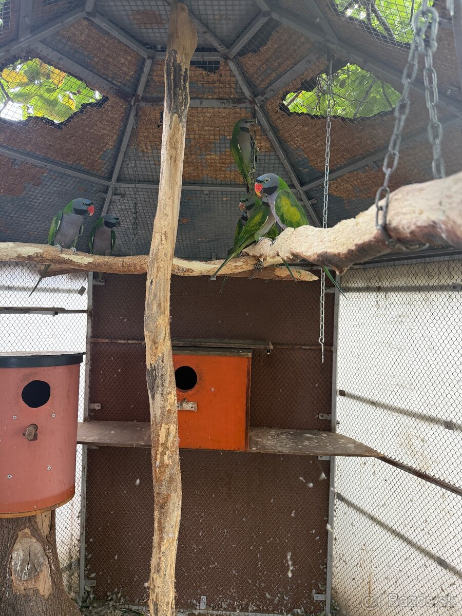 Alexander čínsky, Alexander veľký, Alexander červenohlavý - 5