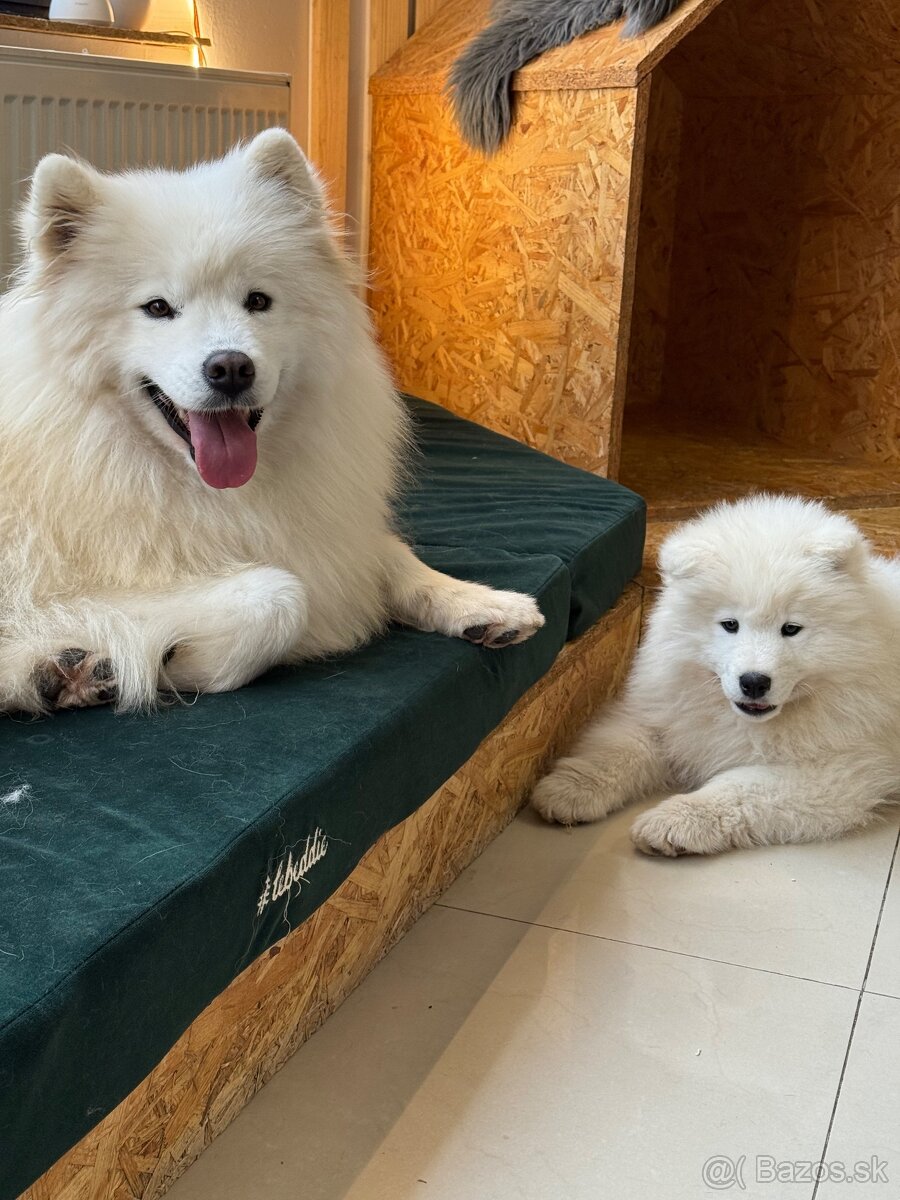 Samojed šteniatka - 5