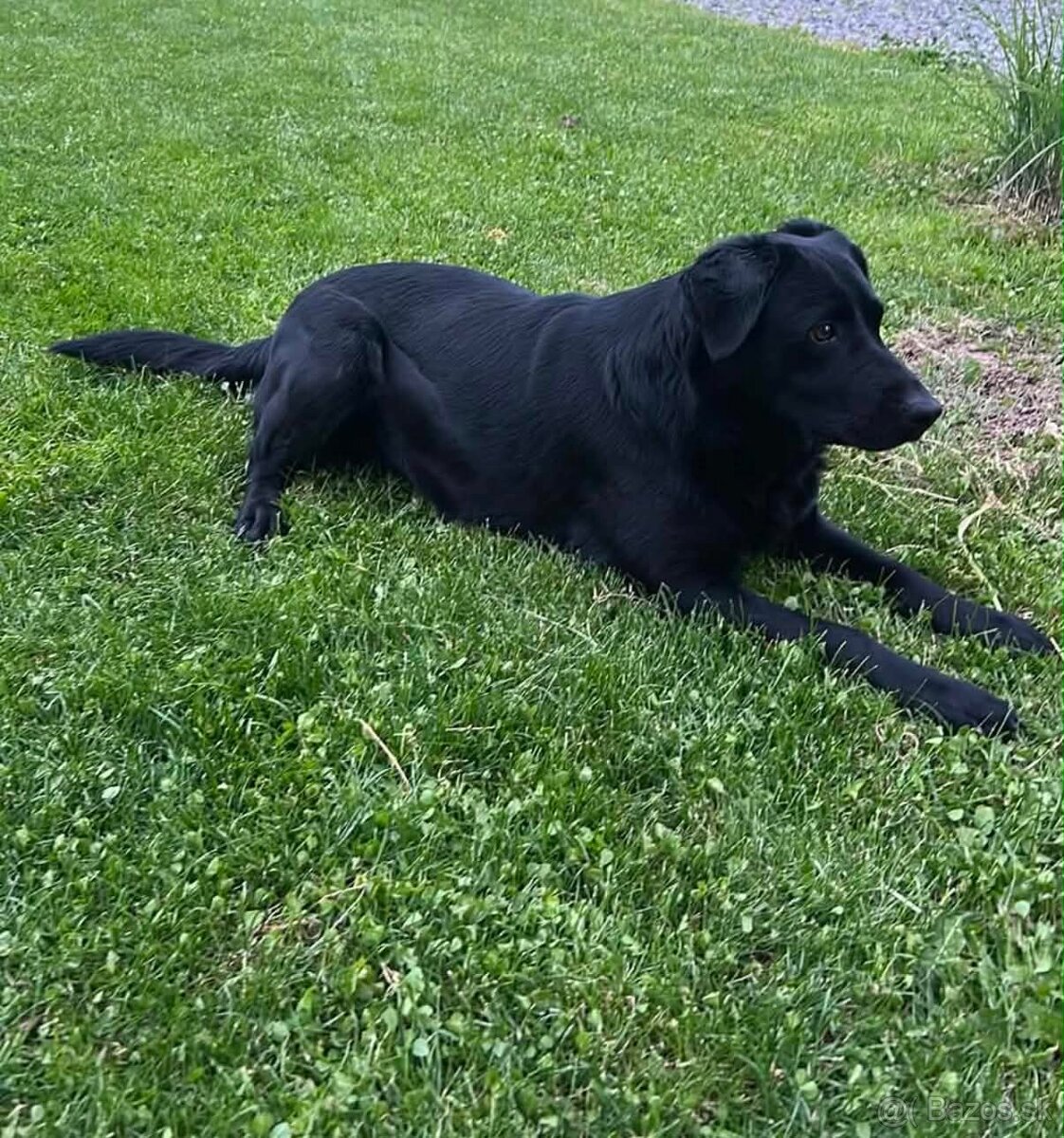 Predám šteniatka Labrador - 5