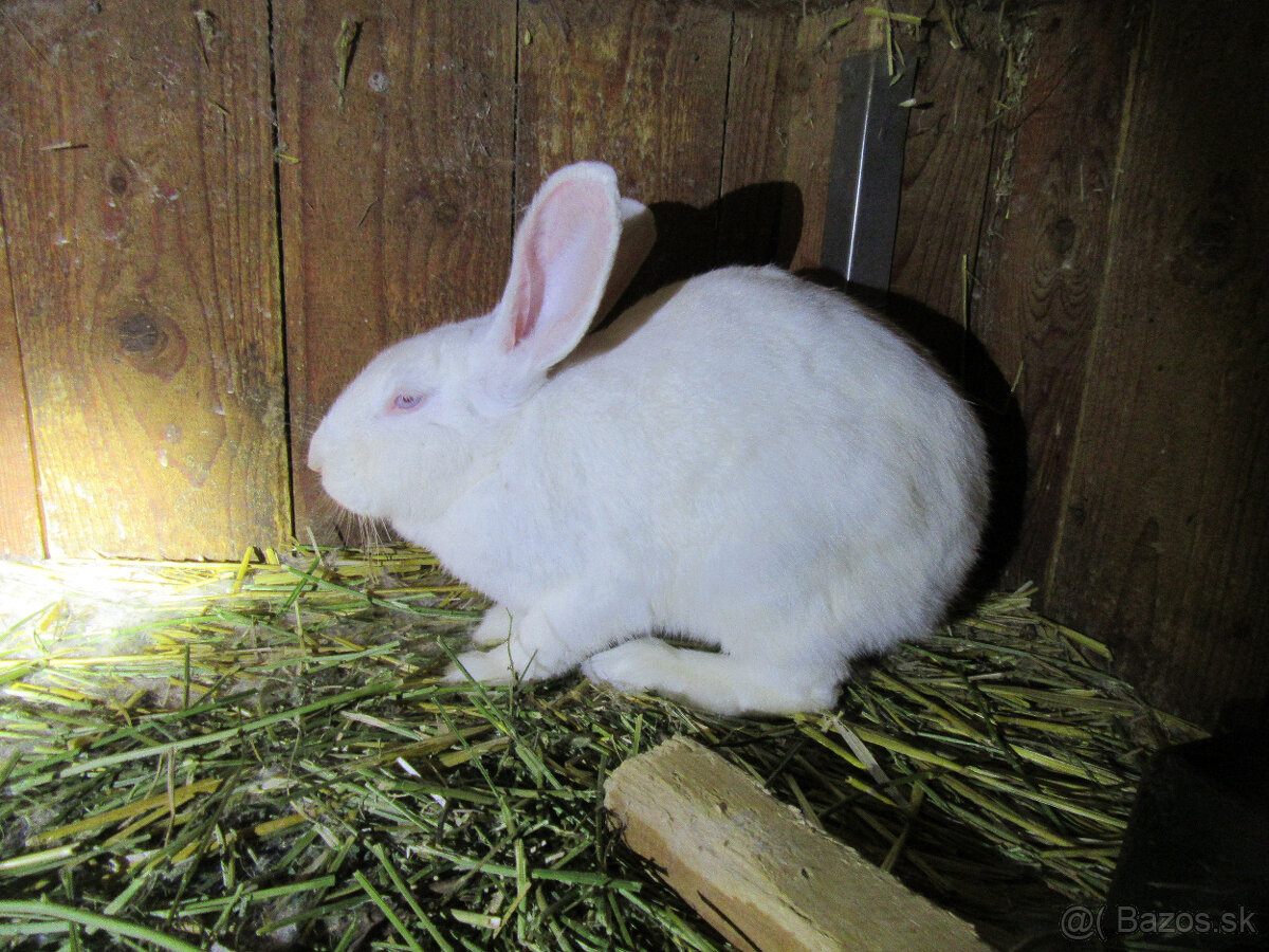 králičia rodinka - 5