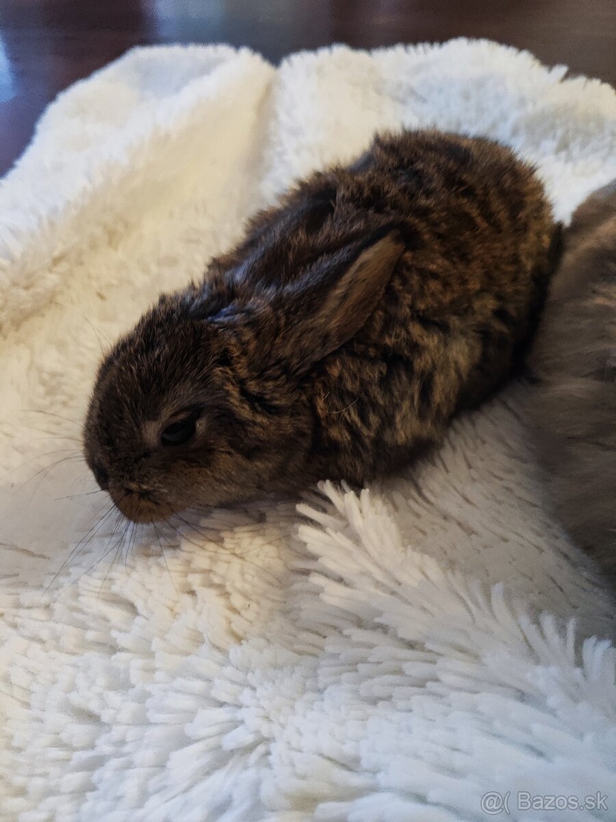 Predáme zakeslich zajačikov - 5