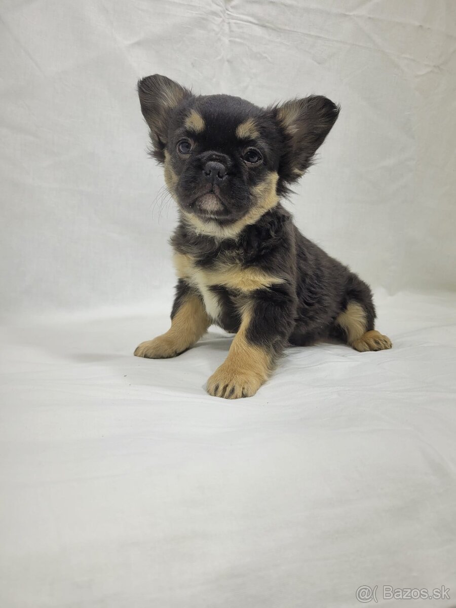 Francúzsky buldoček - 5