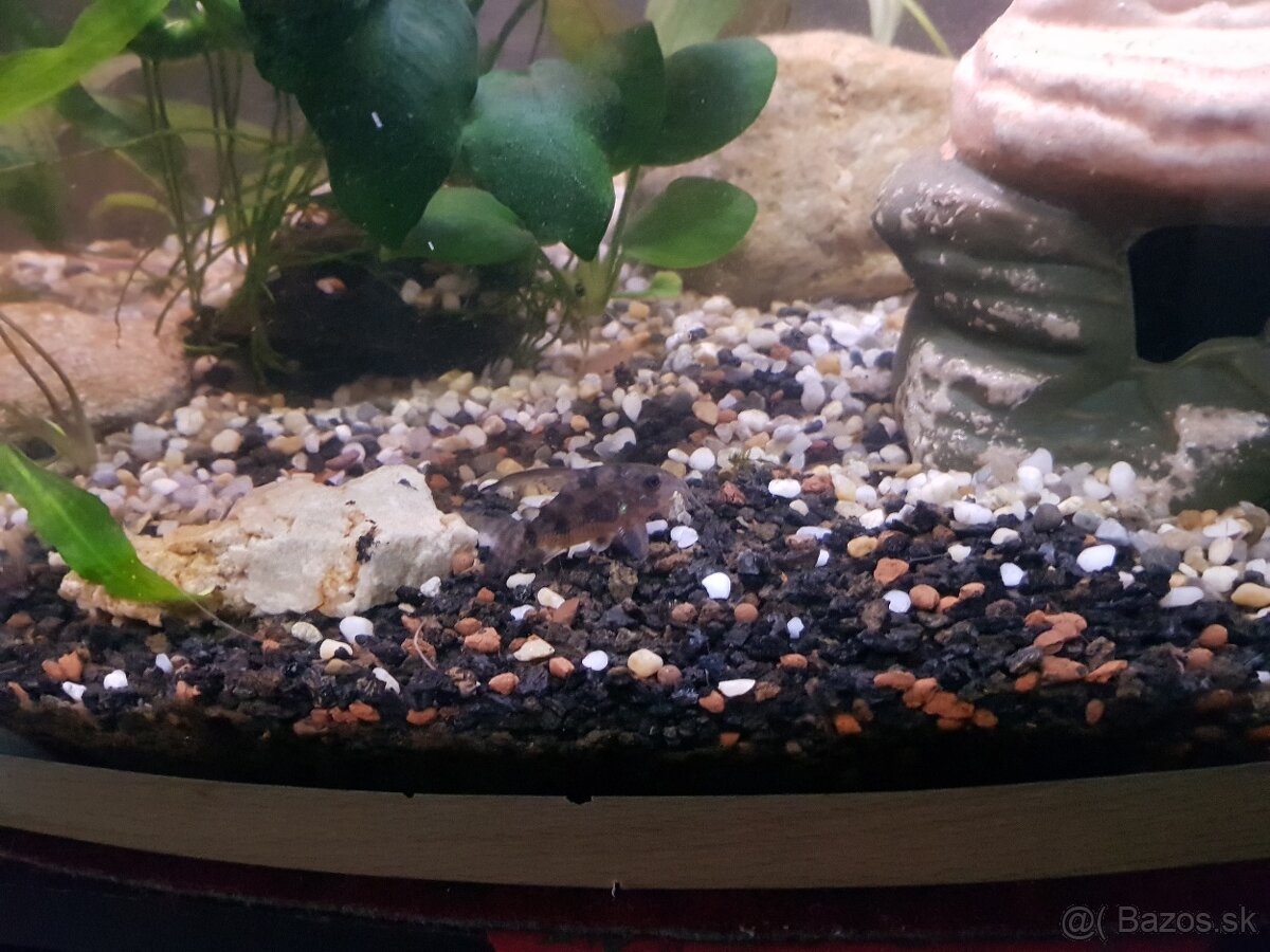 zabehnuté 54 litrové akvárium - 5