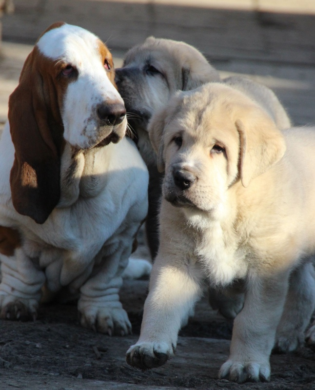 Španielský mastin - pejsci s PP - 5