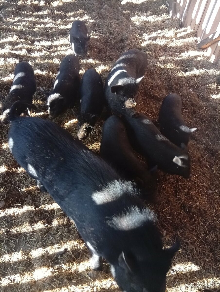 Vietnamské prasiatka - 5