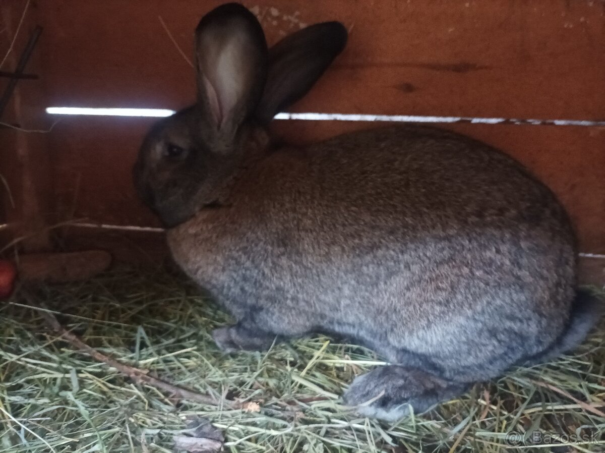 Šarišské obrovite - 5