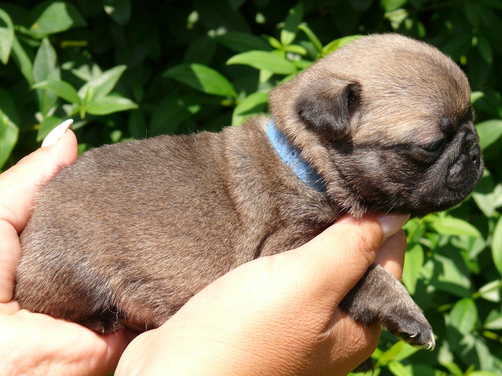 Mops - Štěňátka - 5