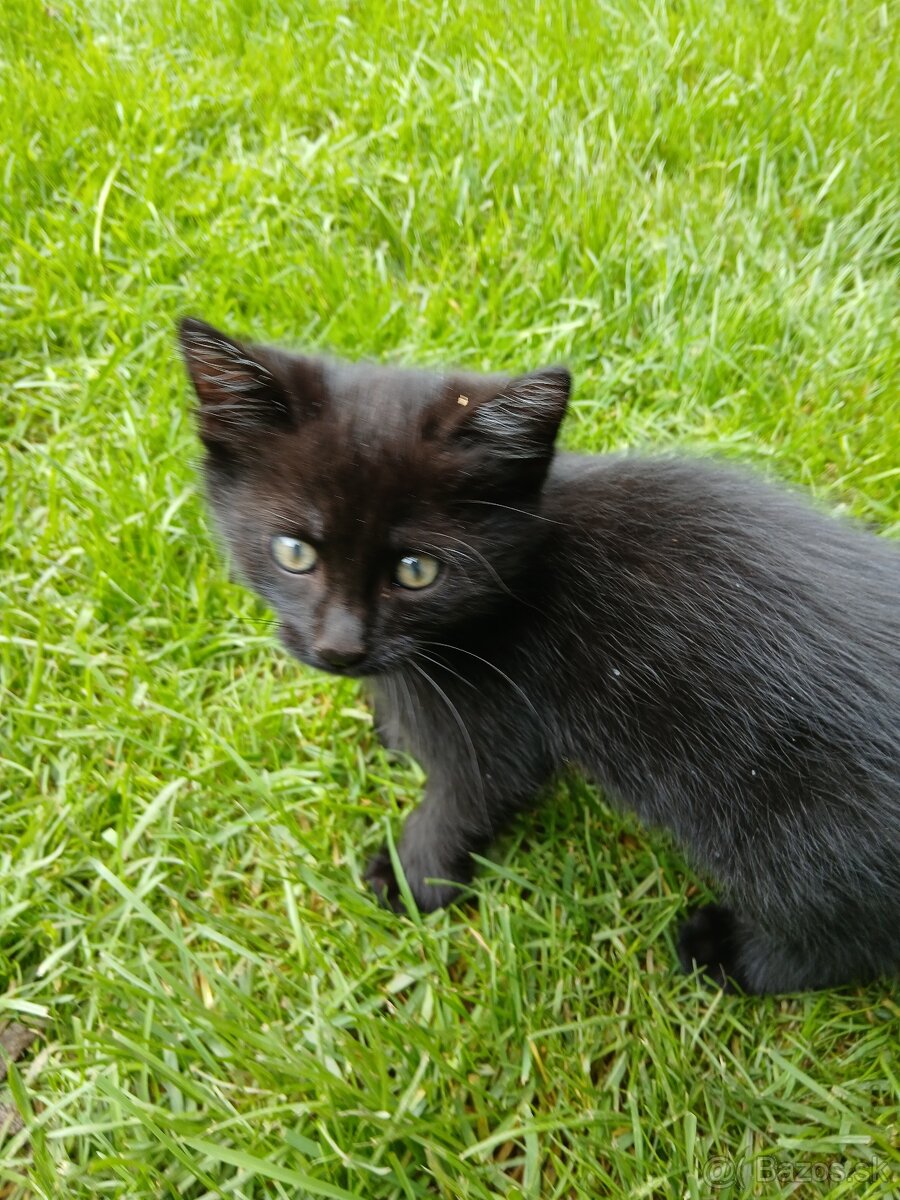 Darujeme maciatko - 5