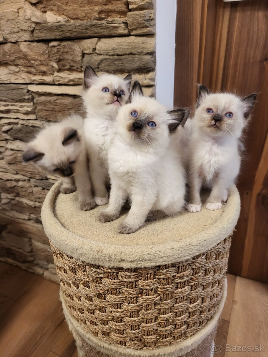 Predám mačiatka ( odber možný ihneď) - 5