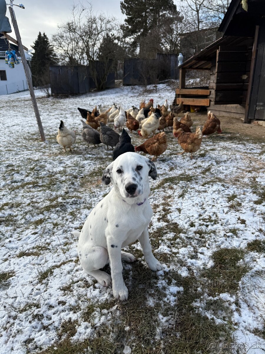 Dalmatin x border kólia - 5