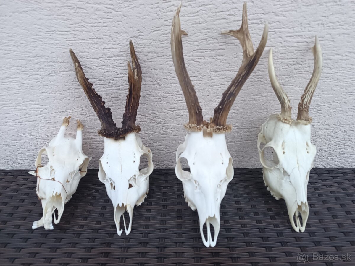 Parohy, zhody, trofeje, srnce - 5