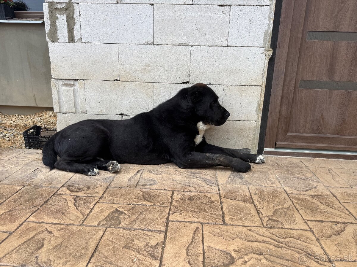 Stredoázijský ovčiak SAO - 5