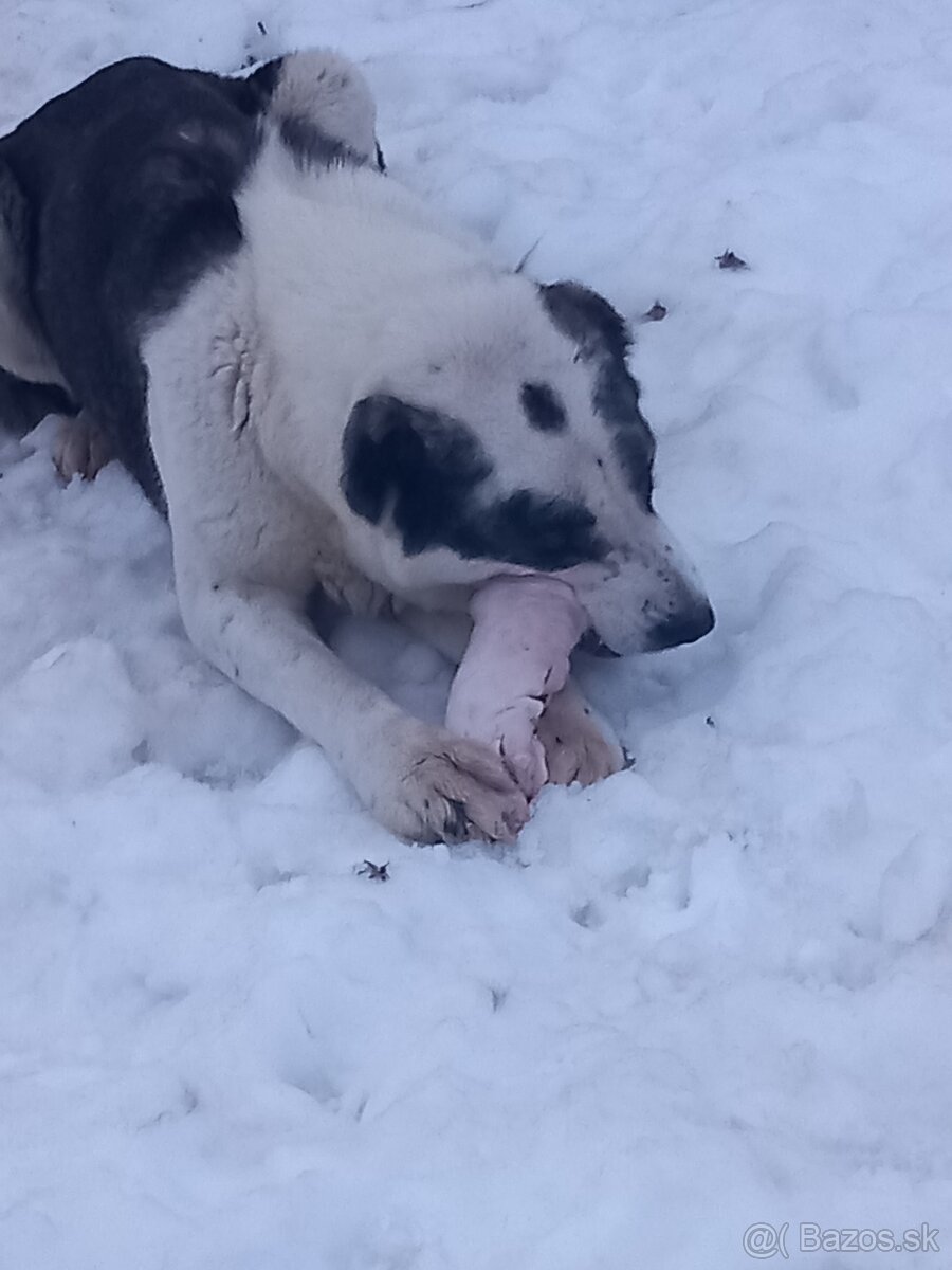 Stredoázijský ovčiak - 5