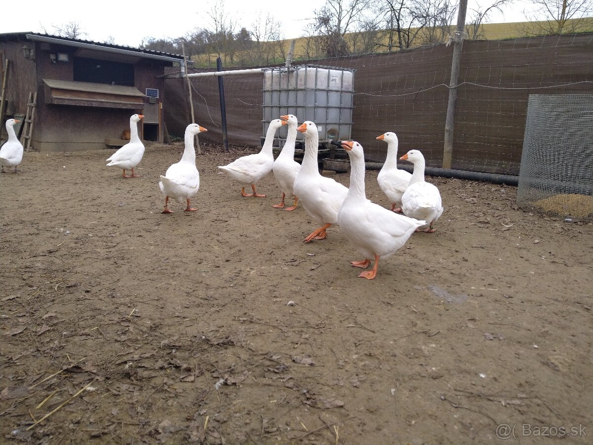 Slovenská biela hus - 5