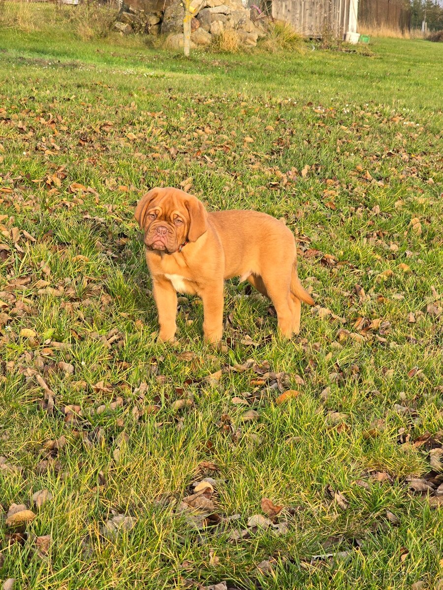 Bordeauxská doga s PP - 5