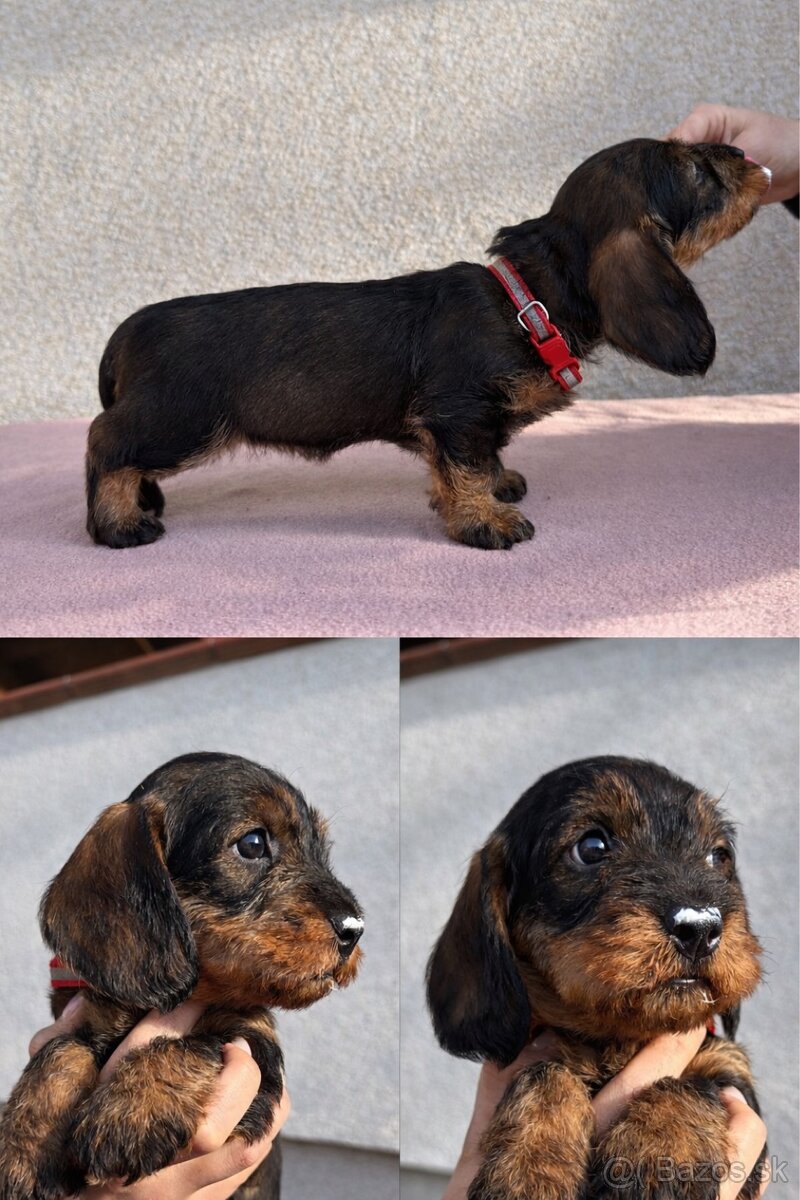 Šteniatka jazvečíka hrubosrstého - 5