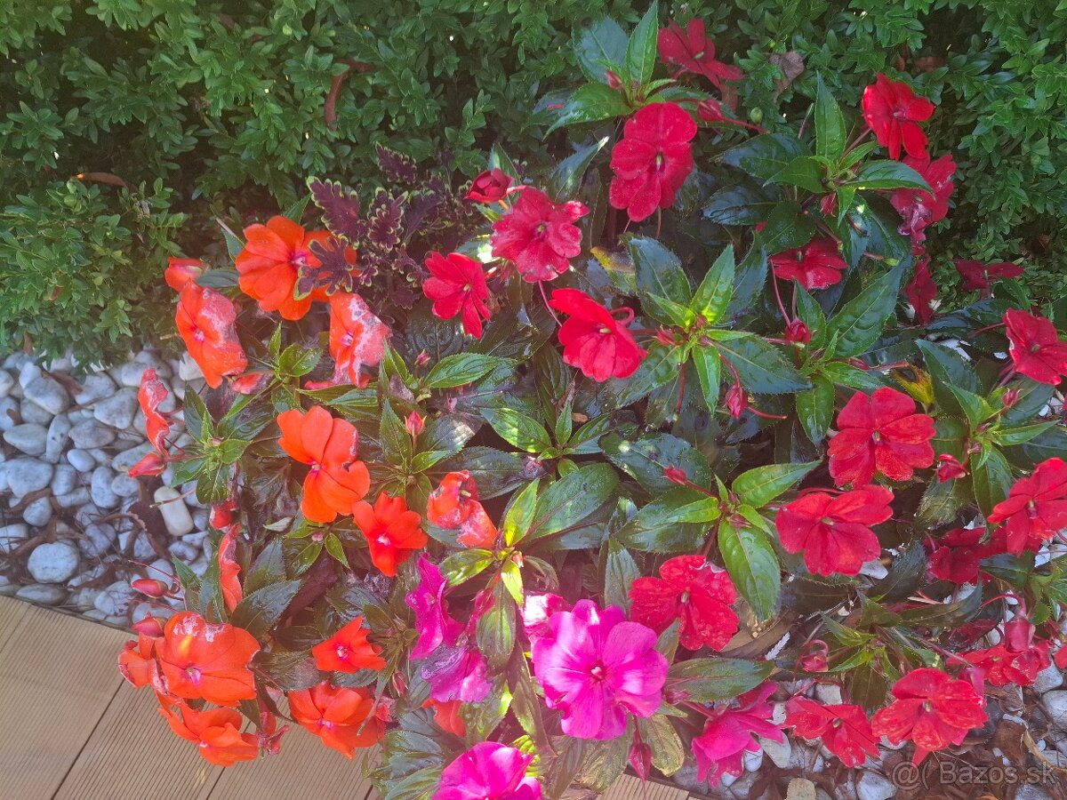 Vianoce pri krbe vo vlastnom dome pri TN - 5