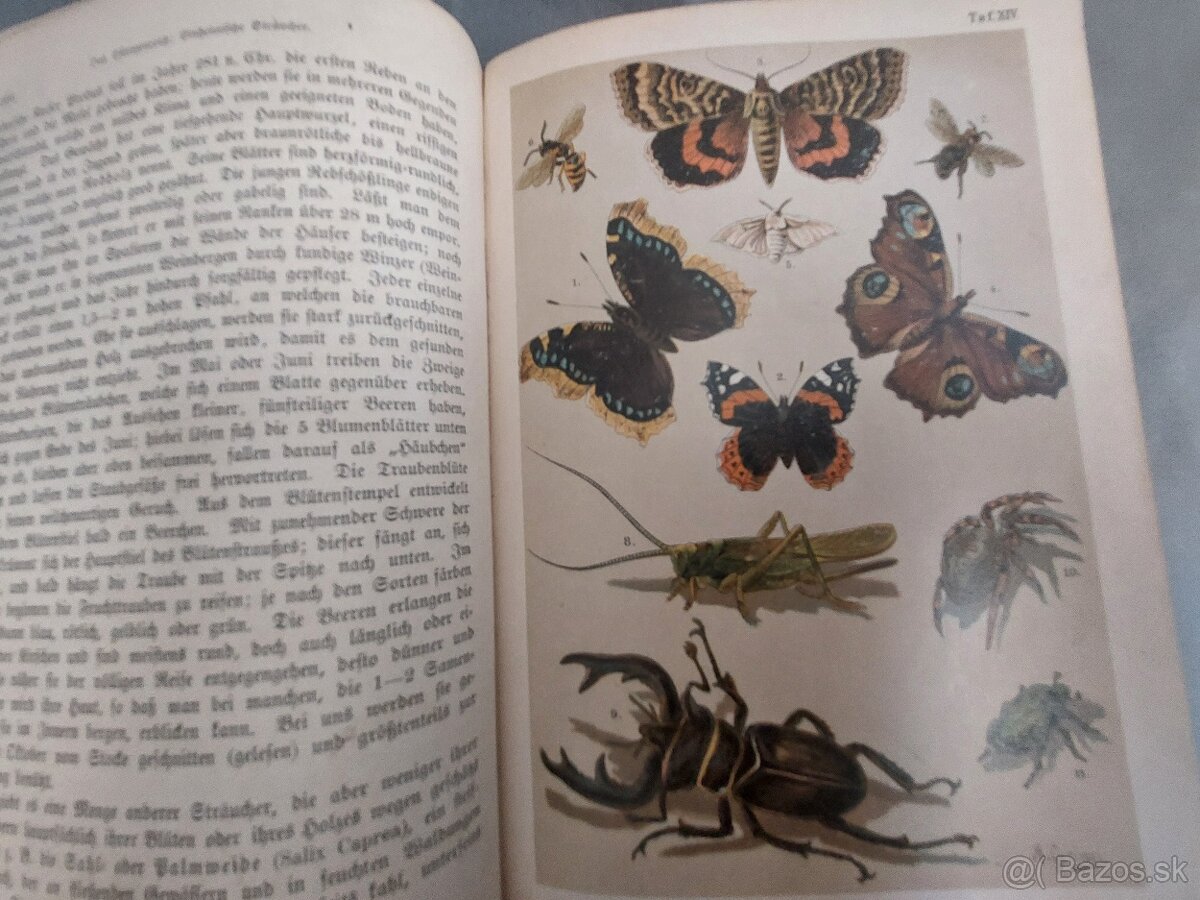 Naturgeshichte 19.storocie - 5