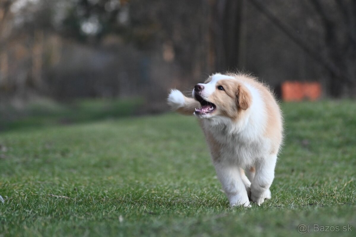 Border Collie / Border Kólia s PP - 5