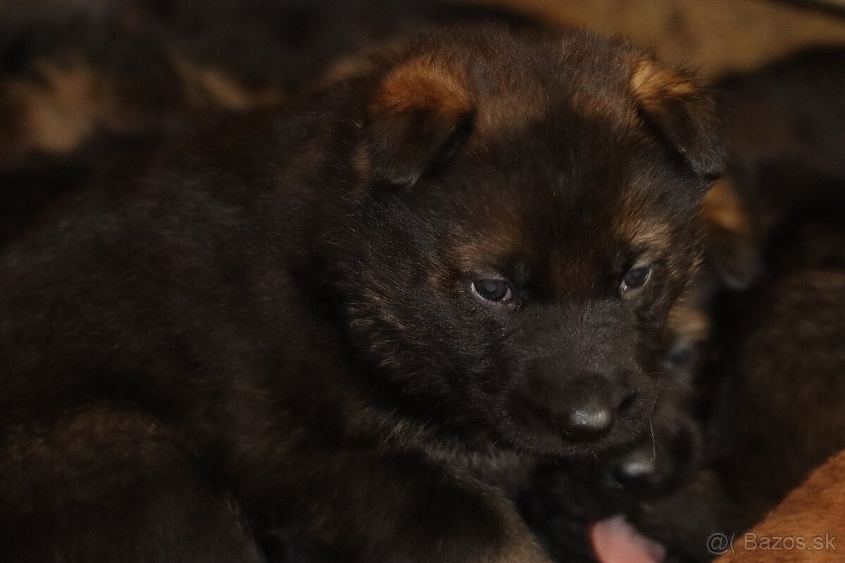 Německý ovčák s PP - 5