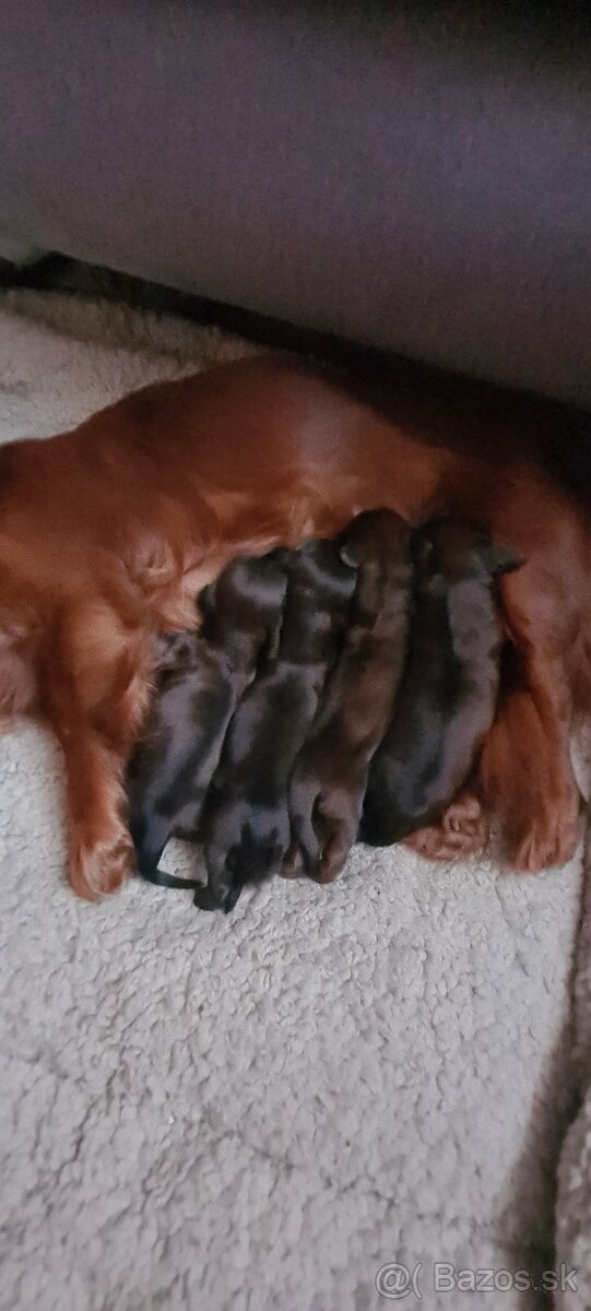 Jazvecik trp.kr. dlhosrsty s PP - 5