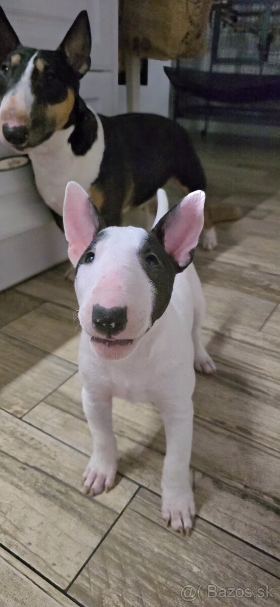 Miniatúrny bullterrier s PP - 5