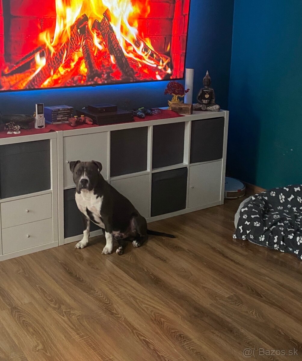 Staford na krytie - 5