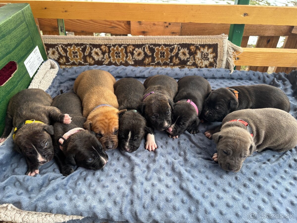 Americký stafordsirsky terier, Stafford, amstaf - 5