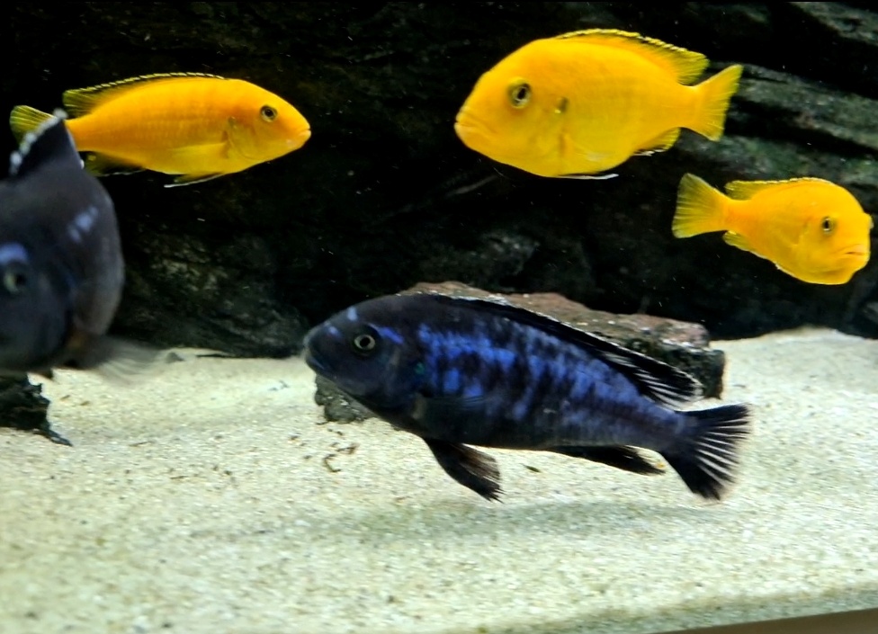 Africké cichlidy - 5