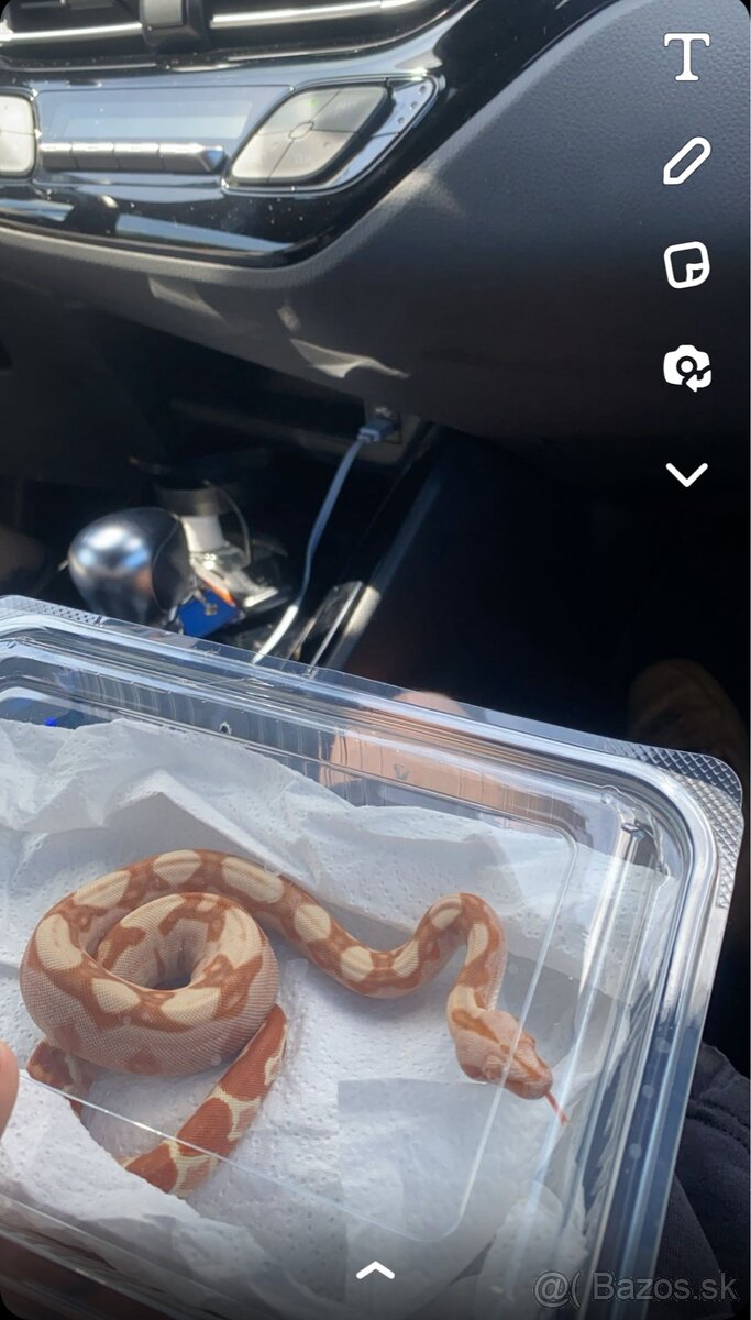 Veľhad kráľovský - 5