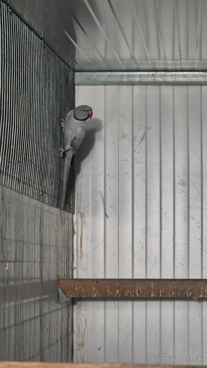 Alexander malý chovný pár 2020 - 5