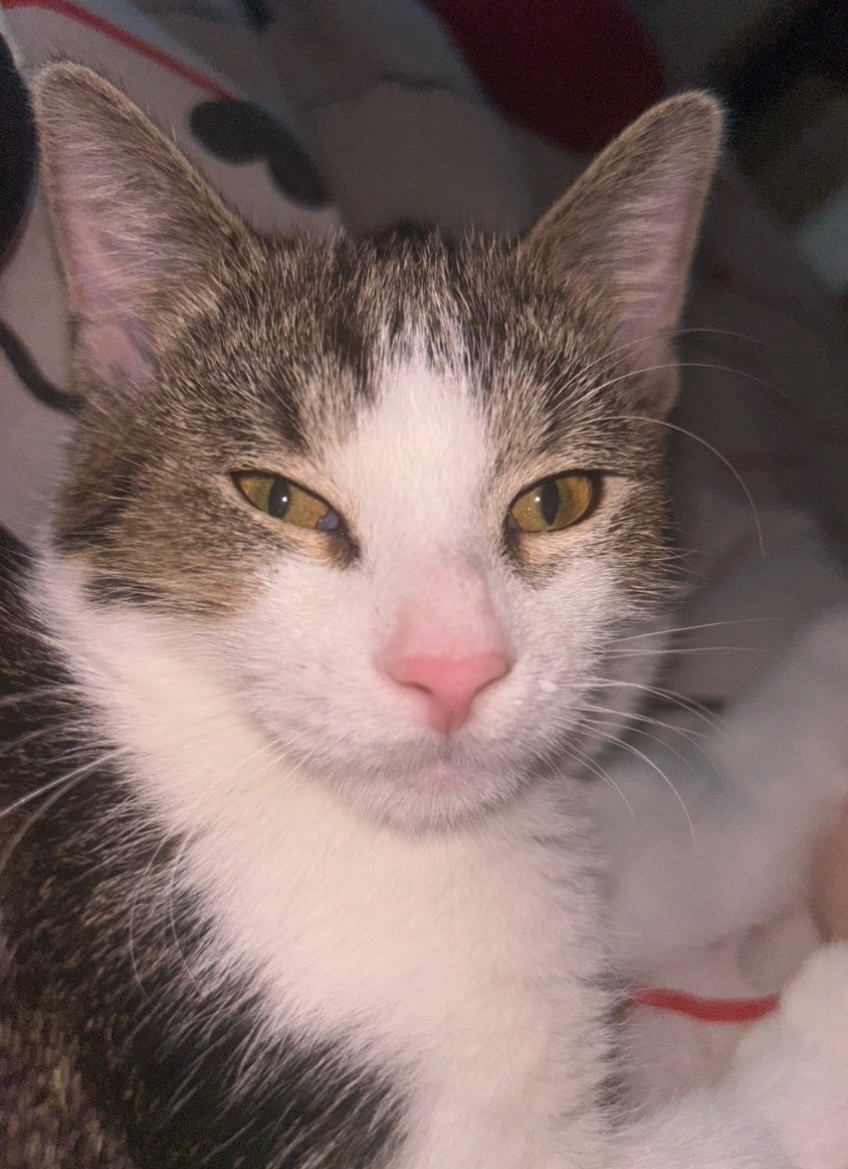 Darujem kocúrika - 5