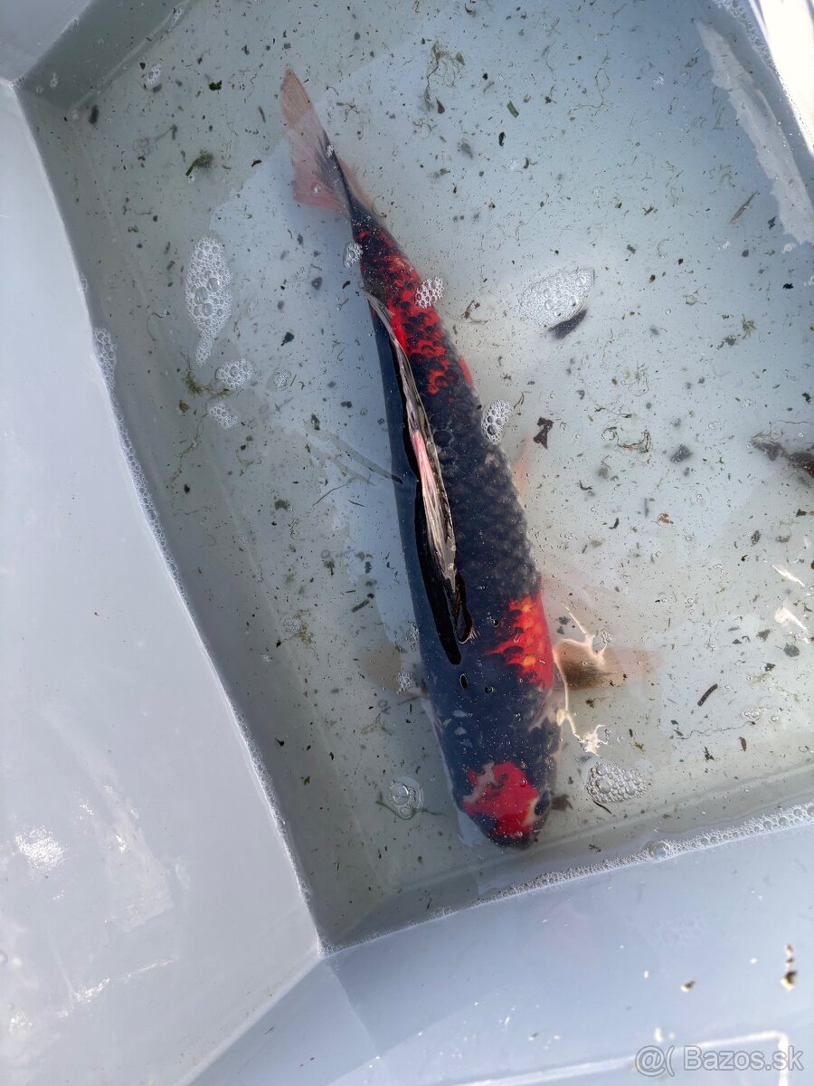 Japonské Koi kapre - 5