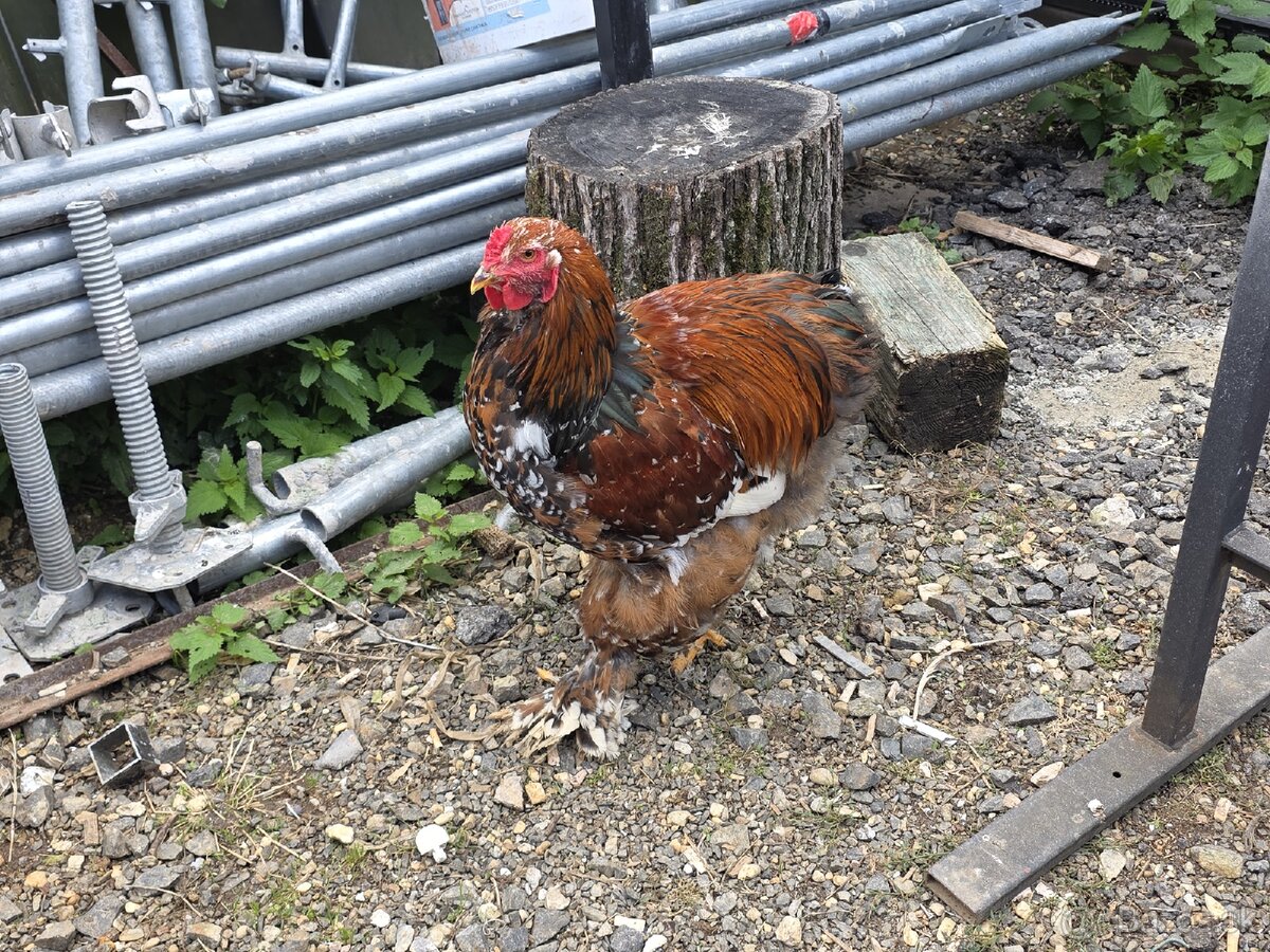 Predám kohútov Brahmanky porcelánovej - 5