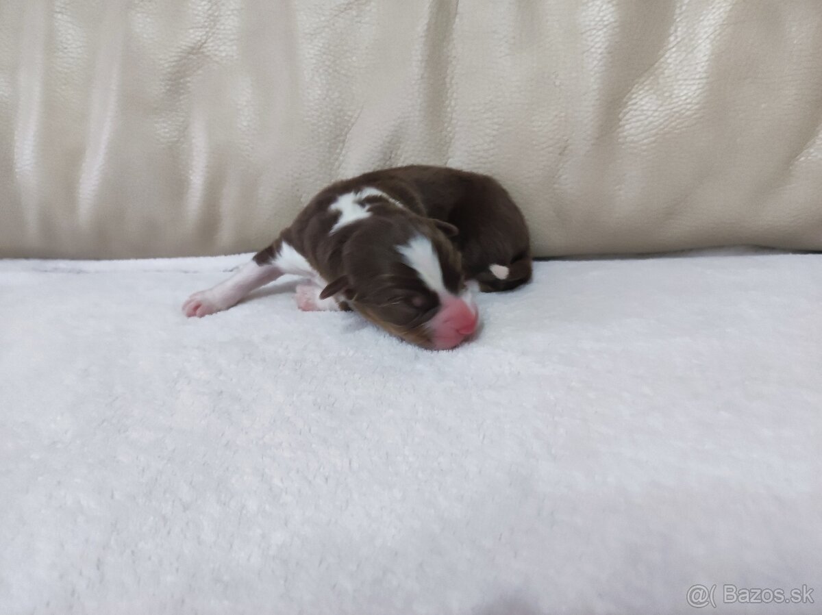 Austrálsky ovčiak - 5