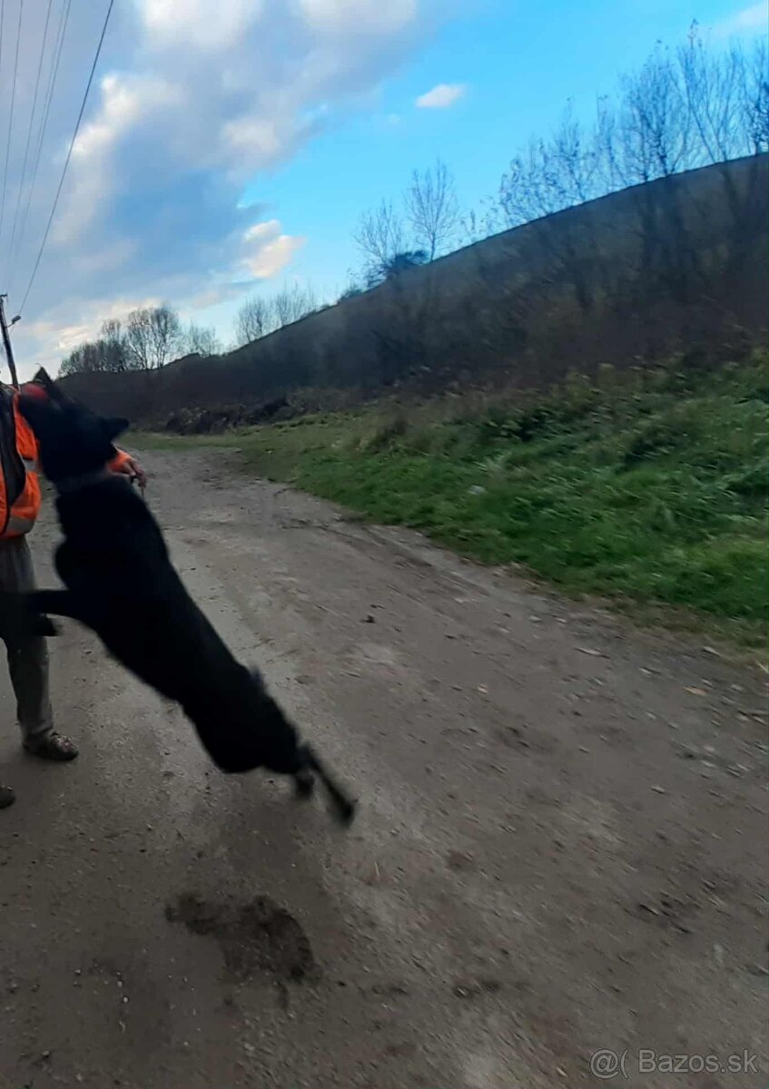 nemecký ovčiak - 5