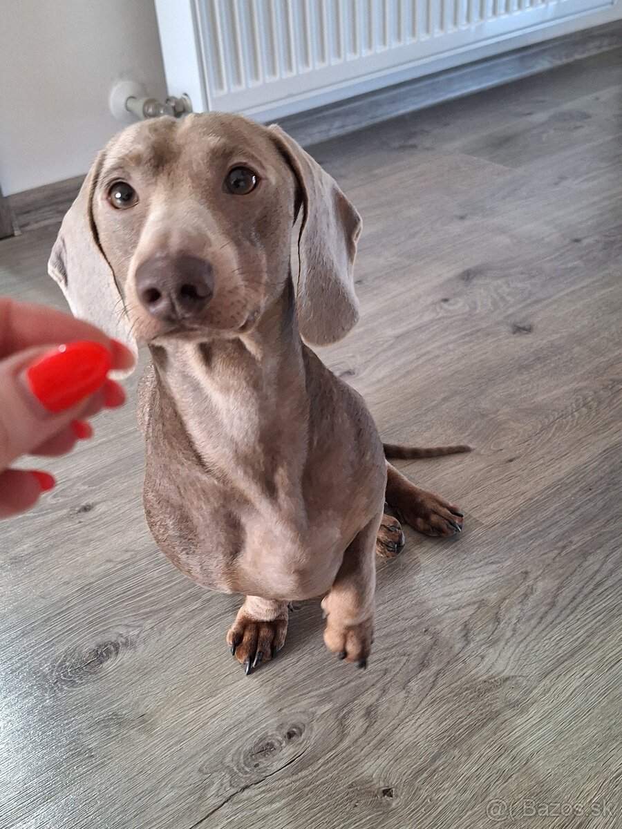 Krytie-jazvečík trpasličí - 5