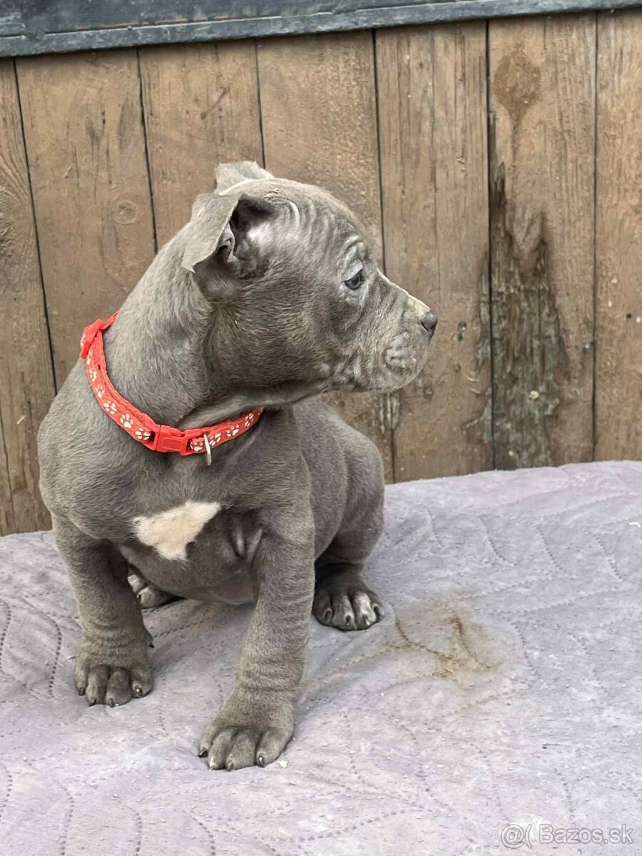 American bully - 5