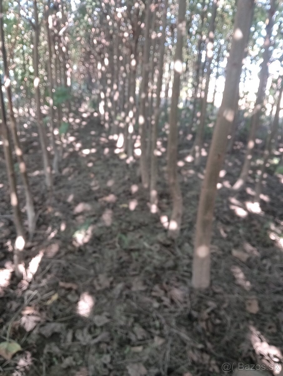 Paulownia Sang Tong - 5