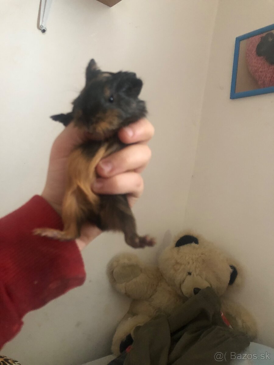 Darujem 8 Morčat - 5