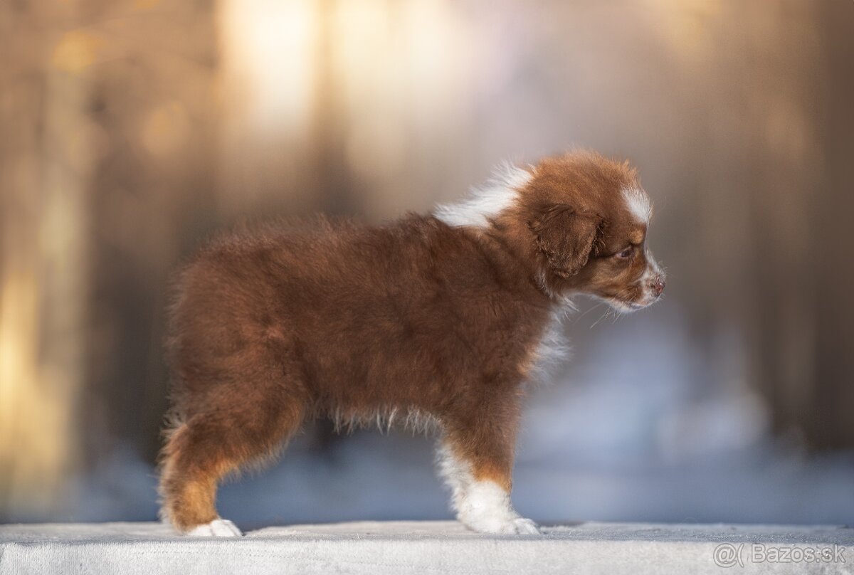 Predaj šteniatka Austrálsky ovčiak 💎 - 5