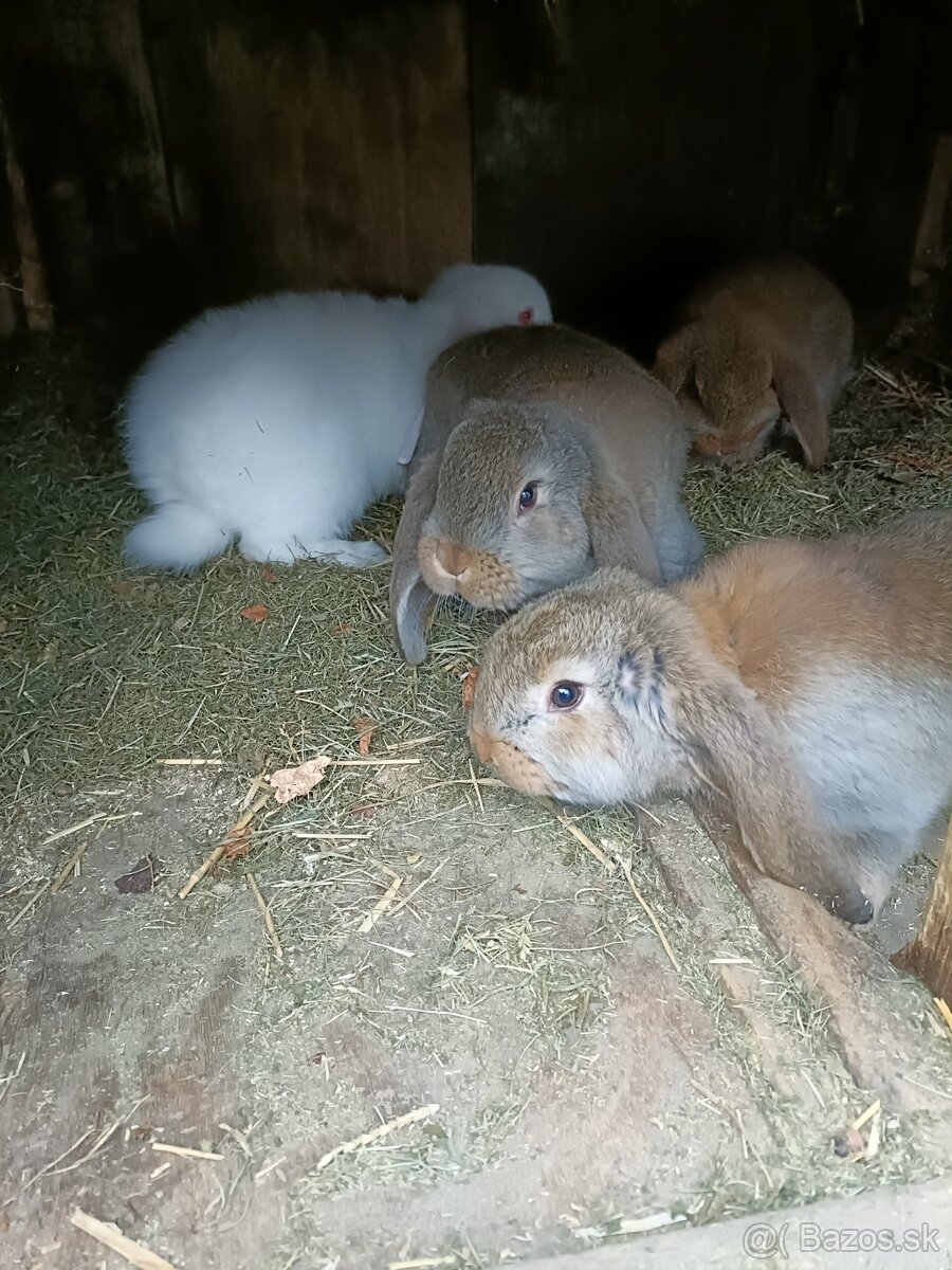 Predám králiky - 5
