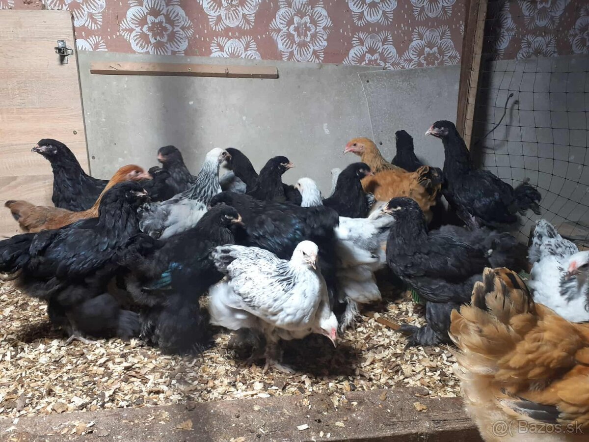 brahma, brahmanka,brahmanky, brahmanka velka - 5